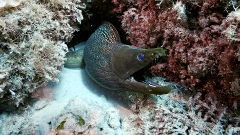 incredible moray eel coming out of a crack in the volcanic rock formation to show intimidation