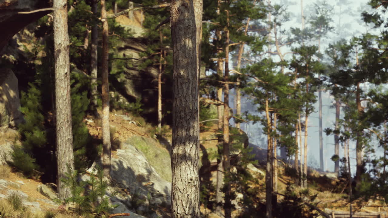 la luz del sol fluye a través de los pinos en un bosque
