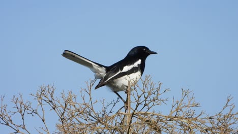 eurasian magpie in tree ..