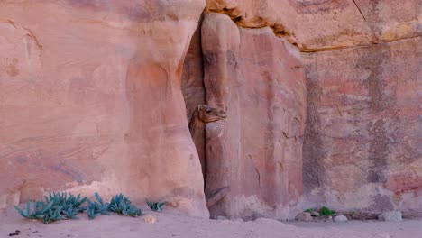 Camello-árabe-Que-Asoma-La-Cabeza-Fuera-De-La-Cueva-De-Piedra-Arenisca-Roja-Sombreada-En-La-Ciudad-Desértica-De-Petra,-Jordania,-Oriente-Medio