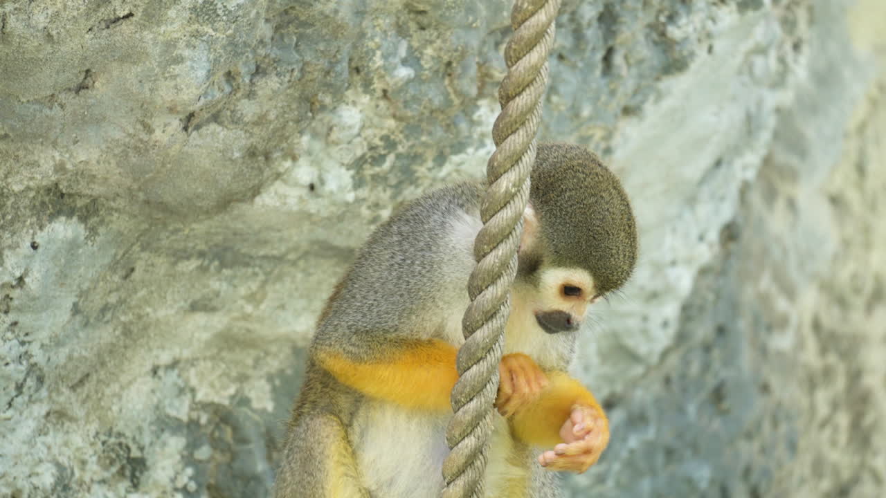 Scimmia scoiattolo che mangia una noce in piedi vicino a una corda e una scogliera allo Zoo del Parco Grand di Seul