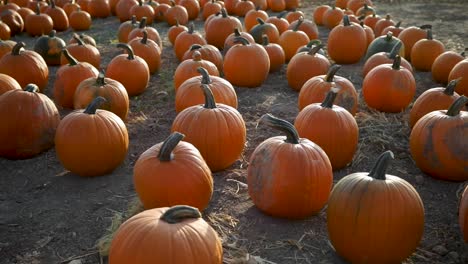 Calabazas-Maduras-Y-Gordas-Listas-Para-Halloween---Bandeja-Inclinada-Hacia-Abajo