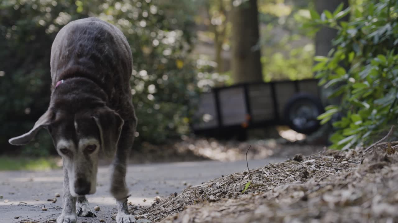 An elderly German Short Hair holding a half-point from her younger days hunting