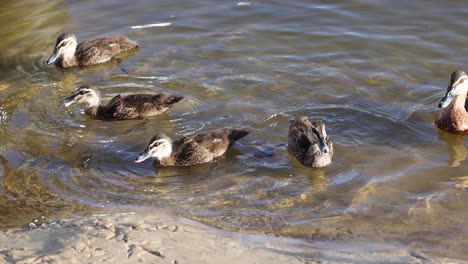 ducks swimming and interacting in water