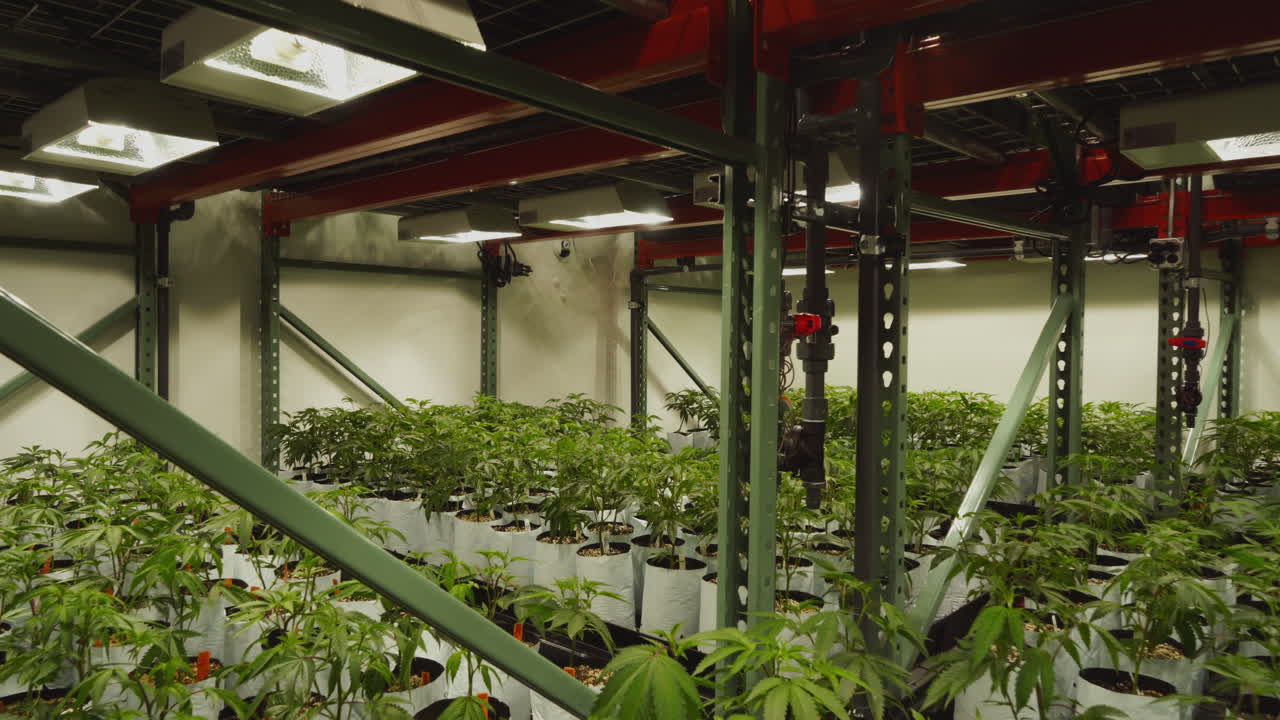 Multiple levels of marijuana plants grow in a large indoor grow operation.