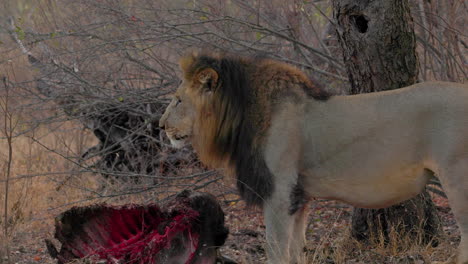 el león encuentra los restos de la presa que comió el día anterior, para terminar de comer, en el parque nacional kruger, en sudáfrica