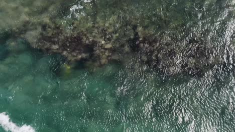 Giant-Hawaii-sea-turtles-in-rough-waters