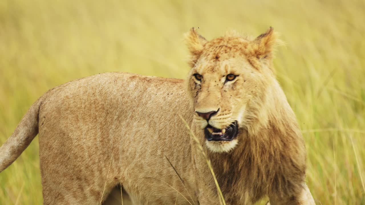 retrato en cámara lenta de cerca de un increíble joven león macho con la boca abierta, vida silvestre africana en la reserva nacional de masai mara, kenia, áfrica animales de safari en la reserva de masai mara norte