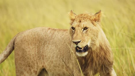 slow motion shot of close up portrait of amazing young male lion with mouth open, african wildlife in maasai mara national reserve, kenya, africa safari animals in masai mara north conservancy