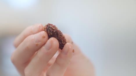 dried tomato in hand of chef in closeup selective focus with copy space