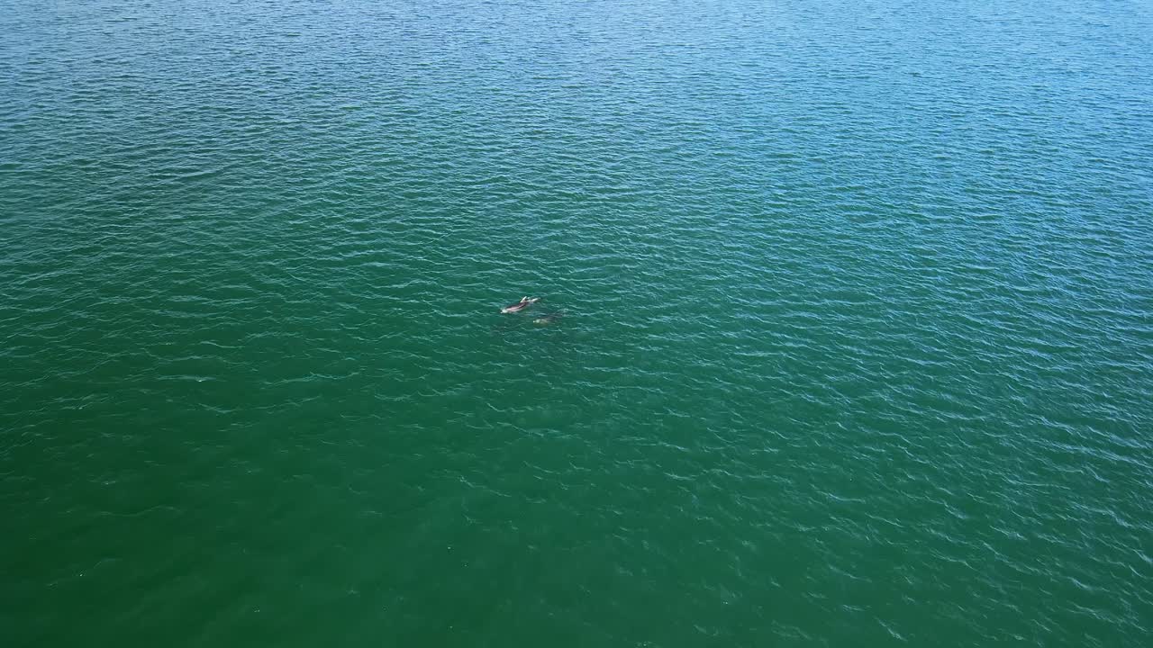 돌고래 떼가 물속에서 튀는 것을 지켜보고 있습니다.