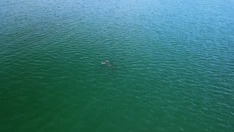 watching a pod of dolphins splash below in the water