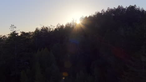 Forest-Tree-Silhouettes-Backlit-Sunset-Sunlight-During-Summer-In-California,-USA