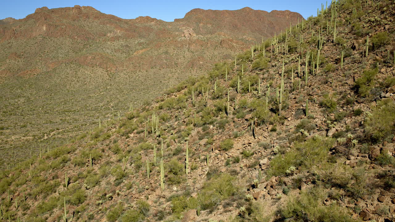 drone disparado volando sobre el desierto lleno de cactus saguaro creciendo por todas las laderas de la montaña