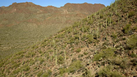 drone shot flying over desert packed with saguaro cacti growing all over mountainside