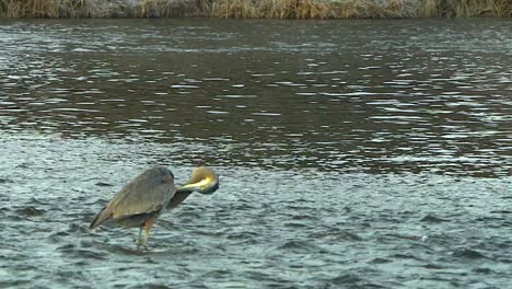 great blue heron standing a river preening