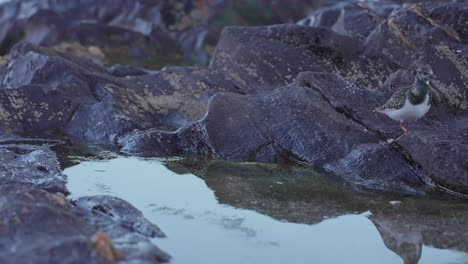 common sandpiper eating near the rocks