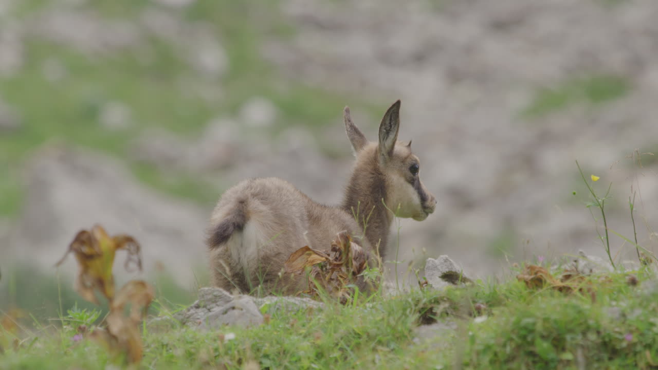 cerca de cachorro de gamuza en lo alto de las montañas