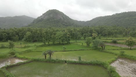 green mountans and fam rice field in rain at manor maharashtra india