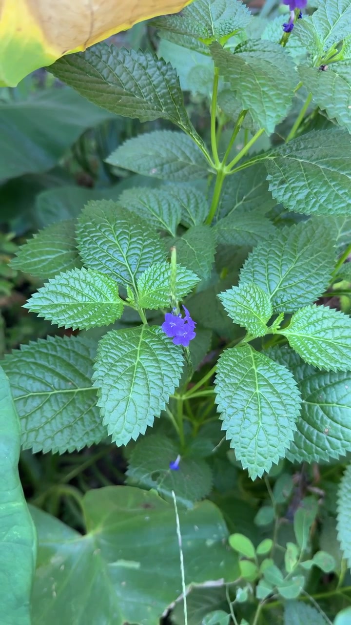 Piccolo fiore viola che sboccia su pianta verde in giardino