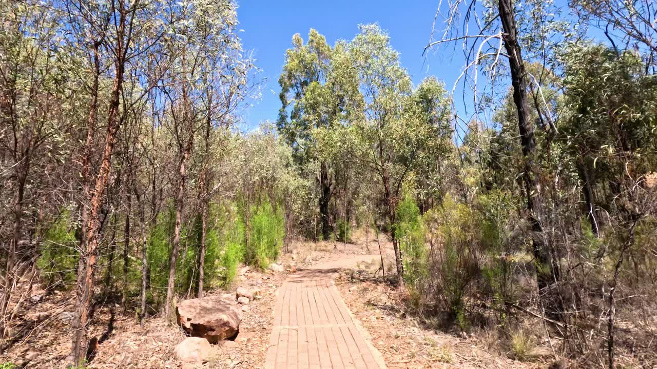 un paseo sereno por un sendero del bosque