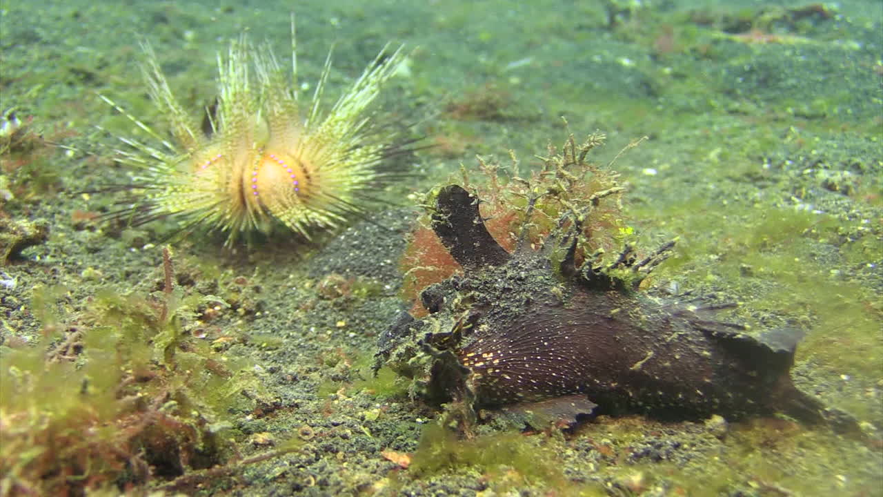 pesce diavolo spinoso che tende un'imboscata alla preda sul fondo sabbioso mentre il riccio di mare radioso sullo sfondo si sta allontanando lentamente, piano medio