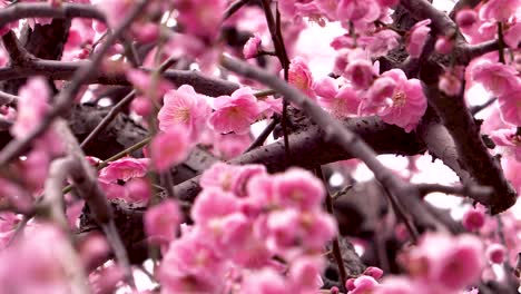 slow panning of a cherry blossom tree in japan