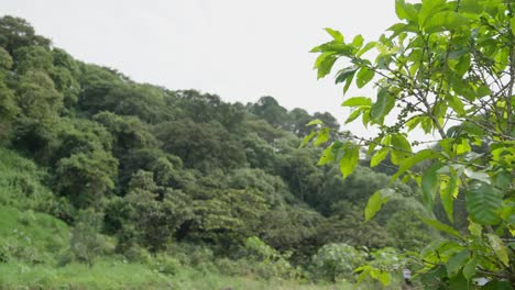 Kaffeebohnenpflanzenbaum-Mit-Waldhintergrund,-Platz-Für-Text,-Parallaxe