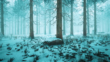 winter forest in the fog