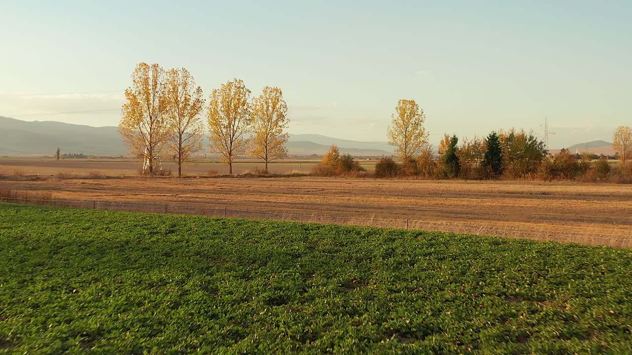 vuelo bajo por encima de las tierras de cultivo hacia un pequeño bosque de árboles, luz dorada del atardecer