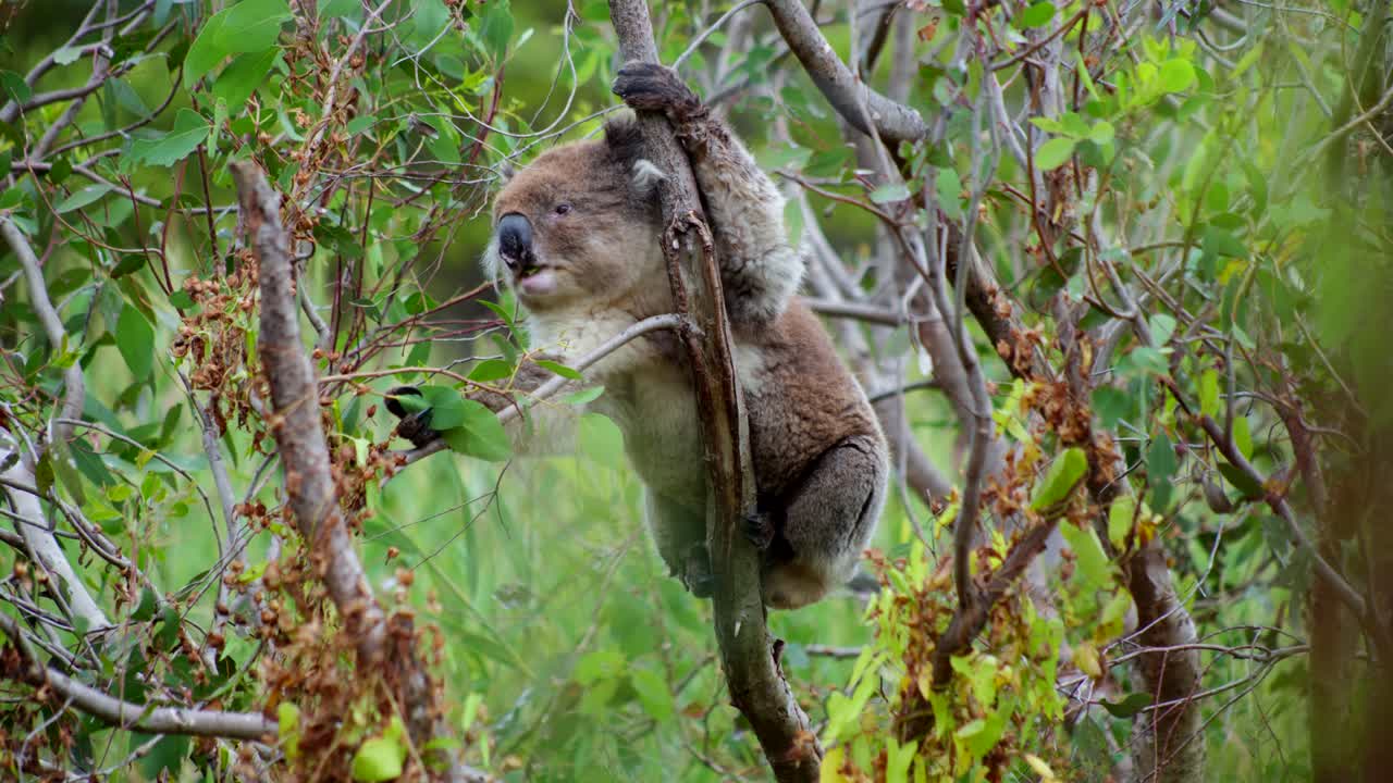 A blurry foreground of a koala munching on leaves while perched in a tree, capturing the relaxed and natural behavior of this iconic Australian animal.
