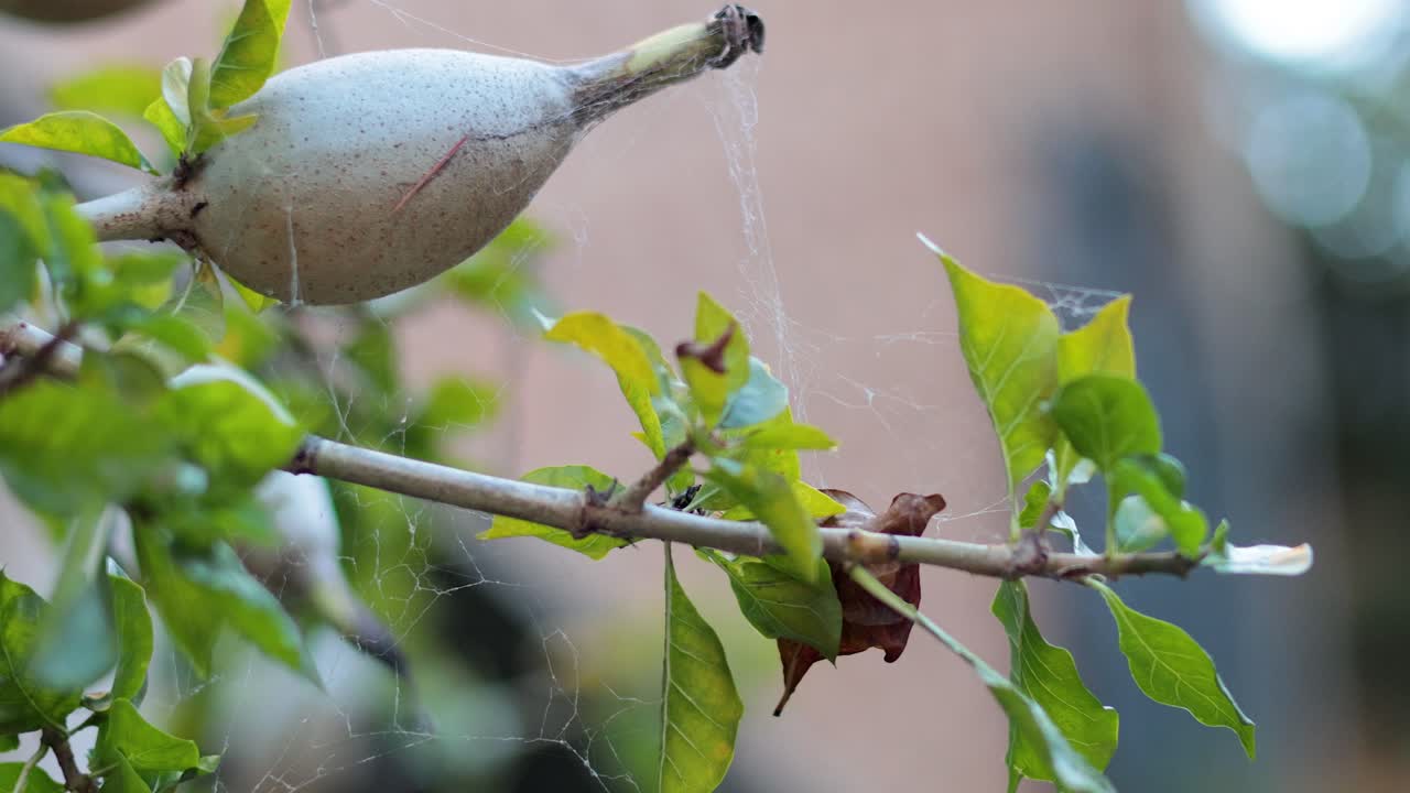 멜버른 의 나무 가지 에 있는 거미줄