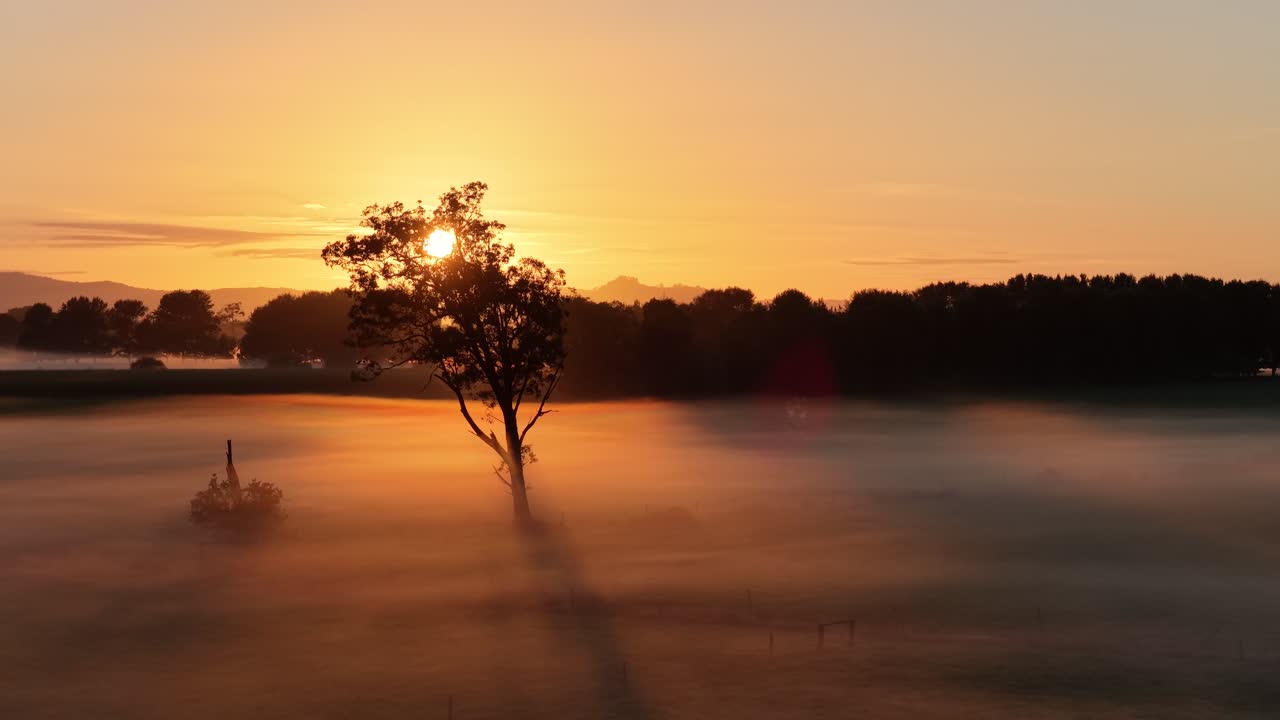 Golden sunrise over low fog with a lone tree centered in frame, glowing light and soft haze form a serene cinematic aerial perfect for backgrounds, travel promos and nature storytelling