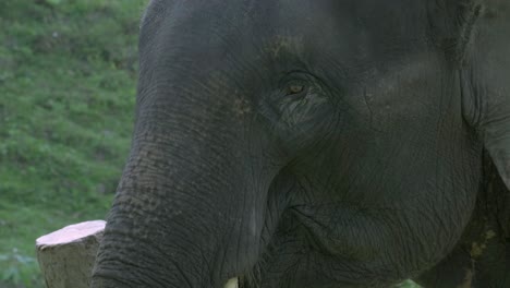 A-shot-of-an-elephants-trunk-as-it-gets-ready-to-eat