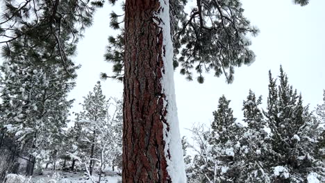 Panning-a-ponderosa-pine-in-the-winter