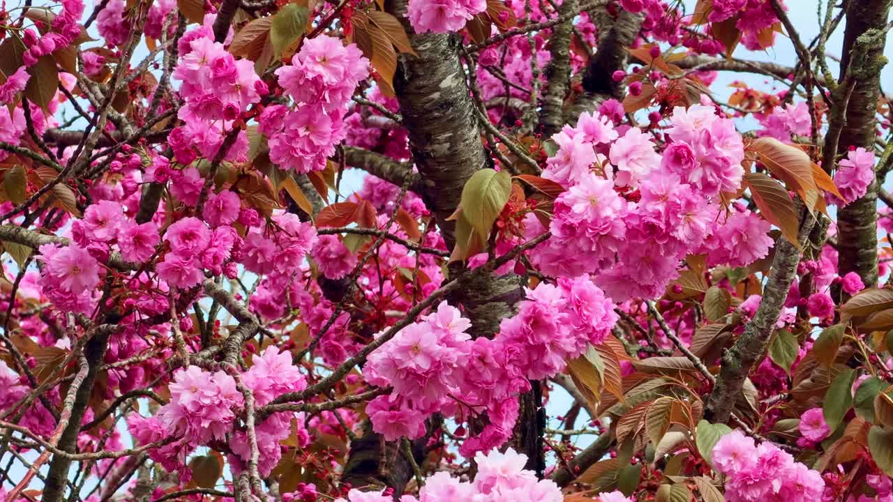 Fleurs de cerisier japonais roses éclatantes sur une branche d'arbre au printemps. Plan macro détaillé.