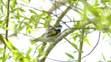 yellow rumped warbler on a branch in the canadian woods