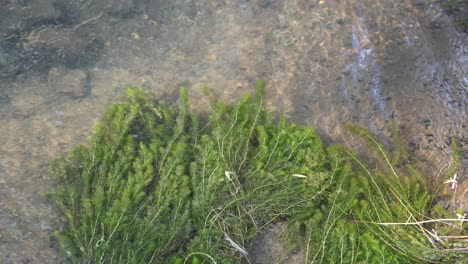 water flowing over green plants in a stream