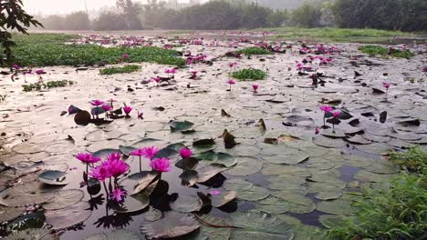 Nenúfar-Juntos,-De-Par-En-Par,-Estanque-Río-Mar,-Nenúfar-Floreciendo,-Hermosa-Toma-Aérea,-Grupo,-Flor,-Campo,-Parte-Superior