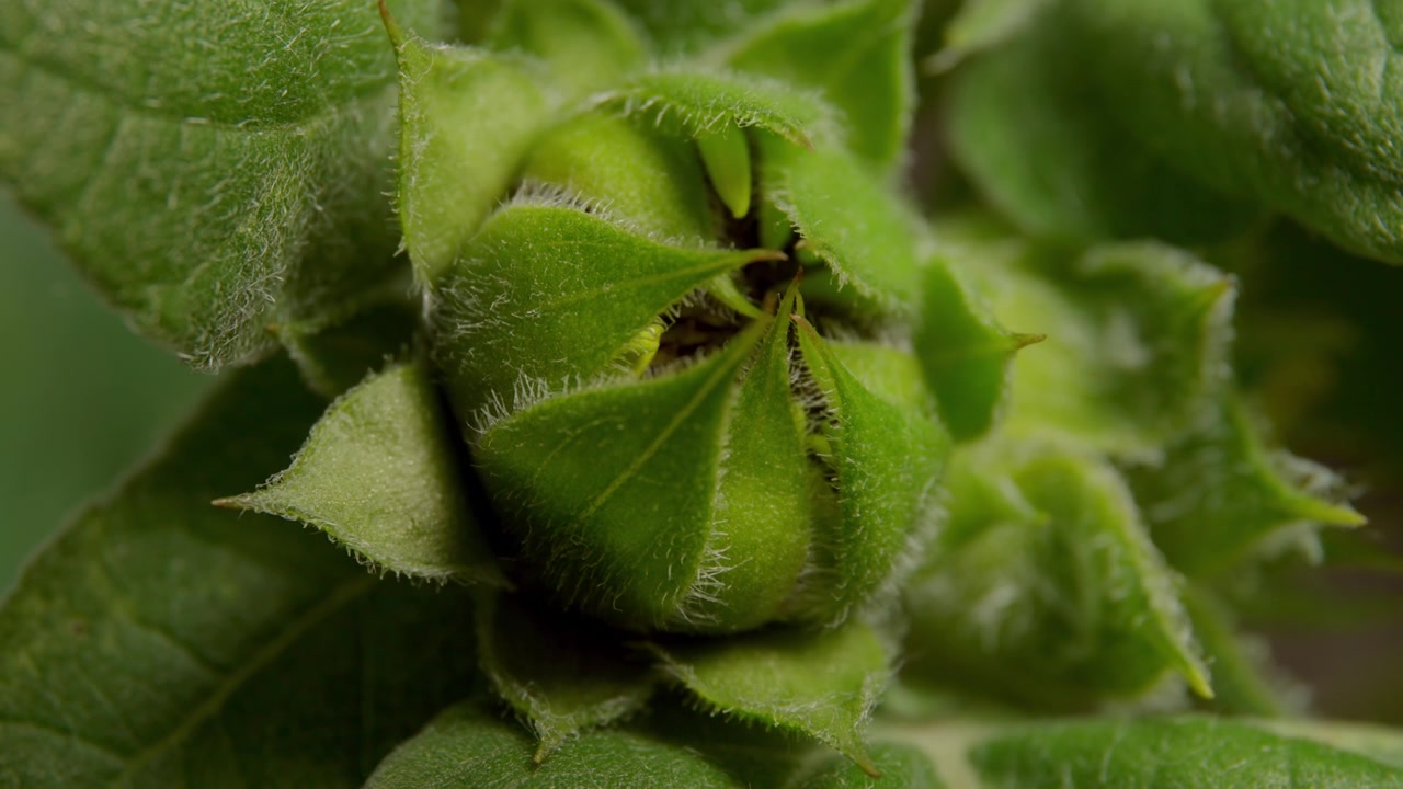 Closed Green Petals Of A Sunflower In A Garden. Close-up Shot