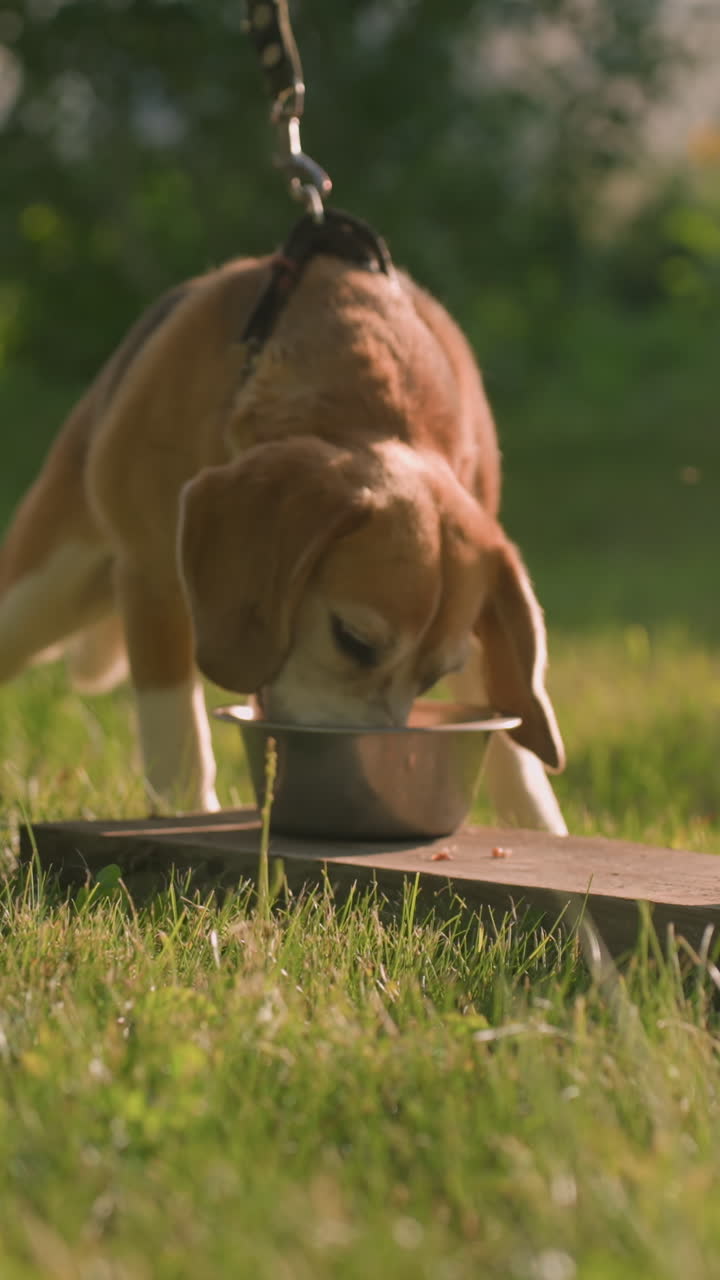 Close up of two metal bowls placed on wooden plank as brown dog eagerly approaches to eat from them in lush outdoor garden on sunny day, with warm sunlight and greenery visible in the background