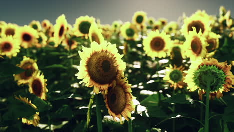 un campo de girasoles en flor