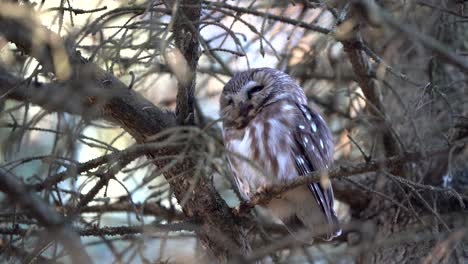 a northern saw whet resting in a conifer tree