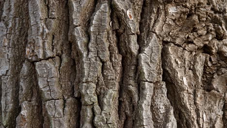 close-up of tree bark texture
