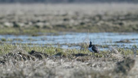 avefría de pie cerca de un charco de prado inundado a principios de la luz de la hora dorada de la primavera
