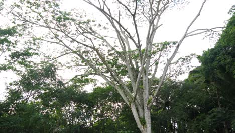 Wide-shot-in-backyard-of-large-Hawaiian-tree