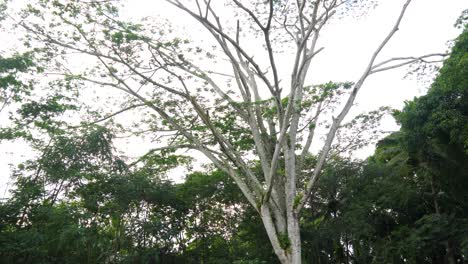 Toma-Amplia-En-El-Patio-Trasero-De-Un-Gran-árbol-Hawaiano