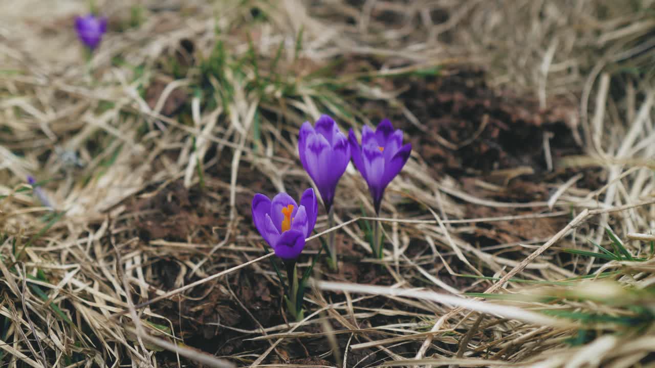 primer plano de flores de azafrán violeta en la montaña