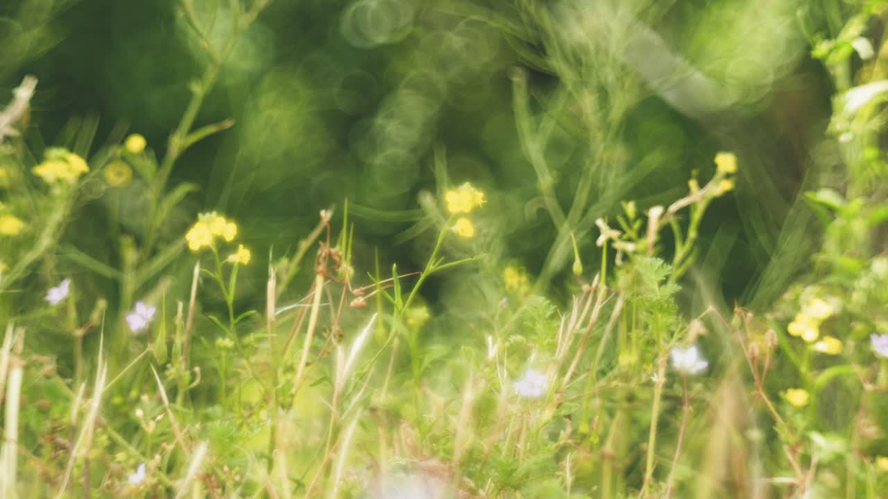 Beautiful wildflowers swaying in the wind, captured with a Petzval-style lens that adds a vintage, dreamy atmosphere with soft swirly bokeh and warm pastel tones.