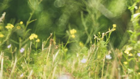 beautiful wildflowers swaying in the wind, captured with a petzval-style lens that adds a vintage, dreamy atmosphere with soft swirly bokeh and warm pastel tones.